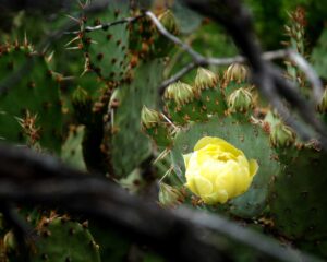 Cacti